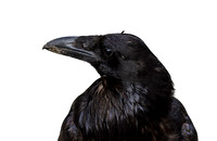 Ravens-photos
