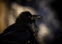 Ravens-photos