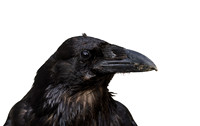New Ravens-photos