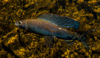 Arctic Grayling