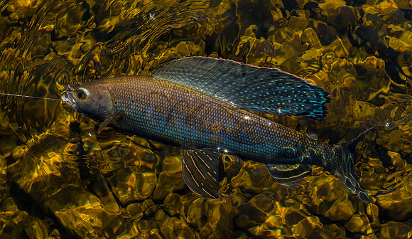 Arctic Grayling