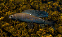 Arctic Grayling