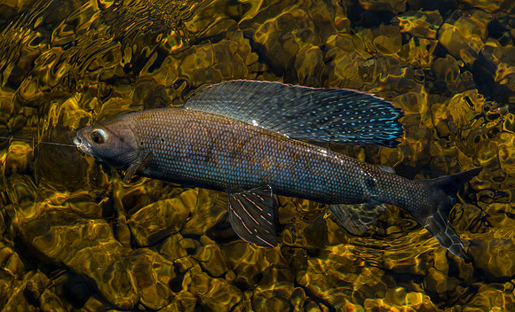 Arctic Grayling