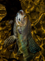 Arctic Grayling