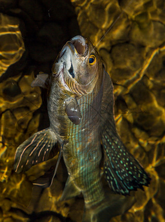 Arctic Grayling