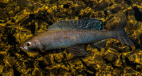 Arctic Grayling
