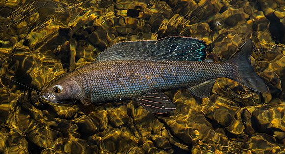 Arctic Grayling
