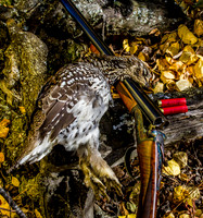 Shotguns-Rifles-Handguns