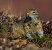 Arctic Ground Squirrel
