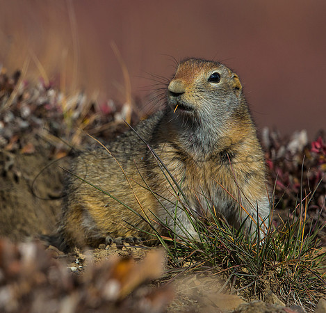 Arctic Ground Squirrel