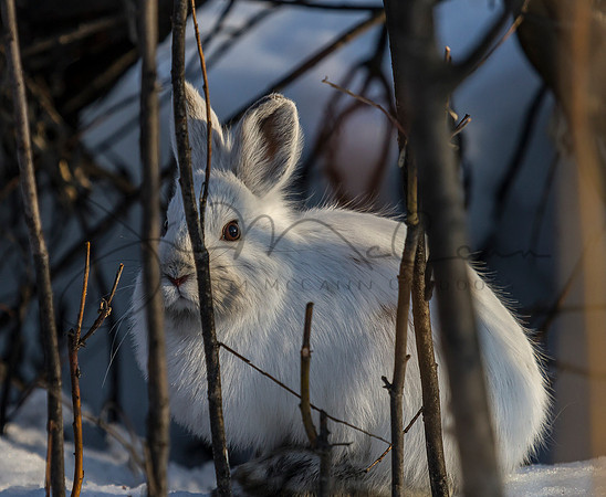 Snowshoe Hare