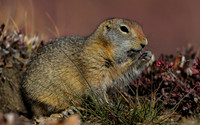 Arctic Ground Squirrel