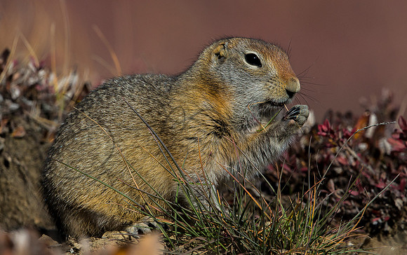 Arctic Ground Squirrel