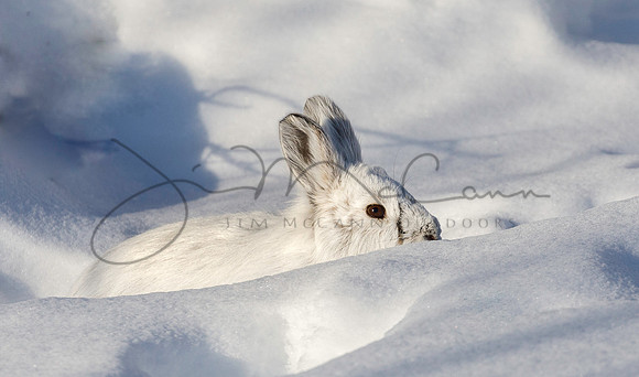 Snowshoe Hare