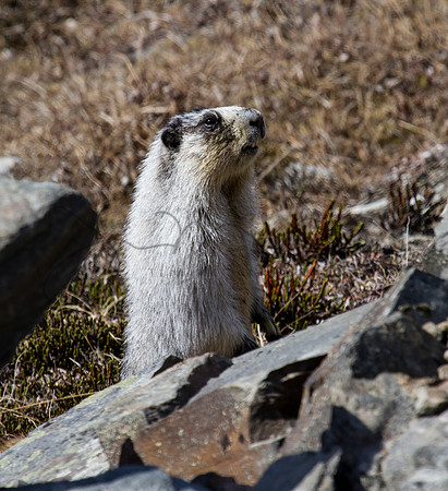 Marmot