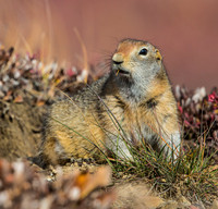 Arctic Ground Squirrel