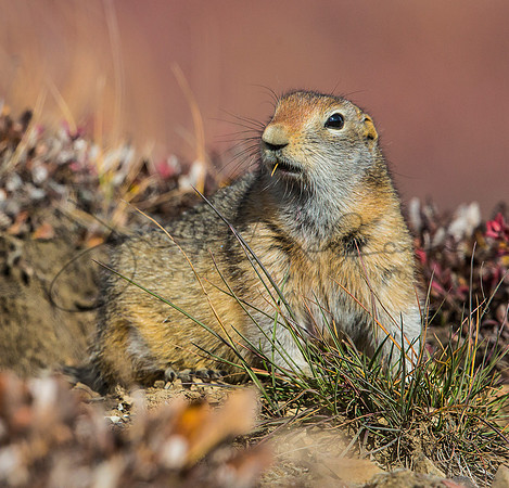 Arctic Ground Squirrel