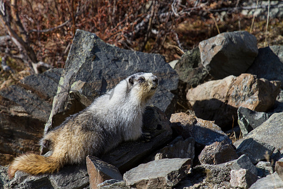 Marmot