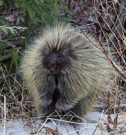 Porcupine