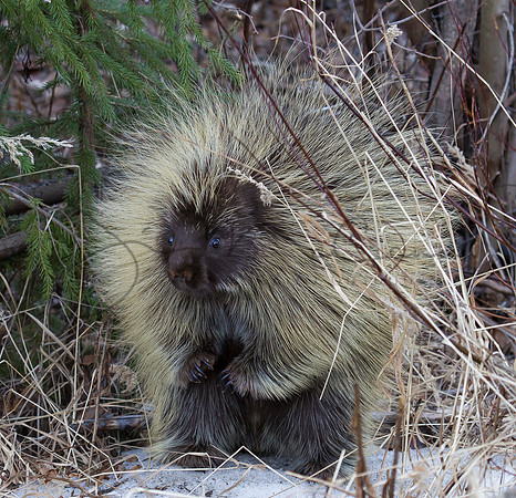 Porcupine