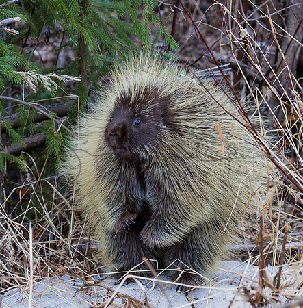 Porcupine