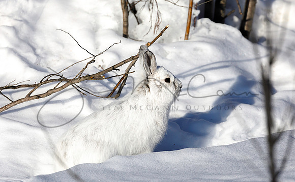 Snowshoe Hare