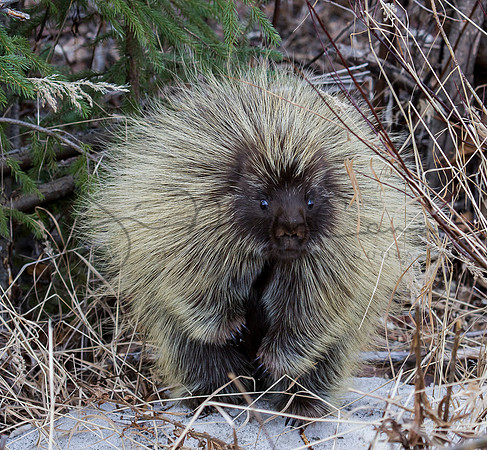 Porcupine