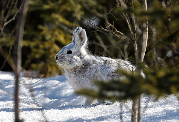Snowshoe Hare