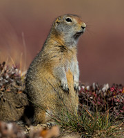 Arctic Ground Squirrel