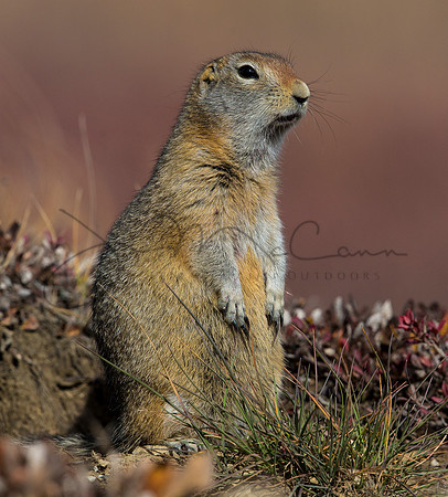 Arctic Ground Squirrel