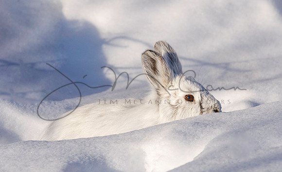 Snowshoe Hare