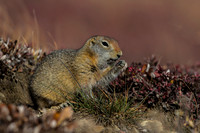 Arctic Ground Squirrel