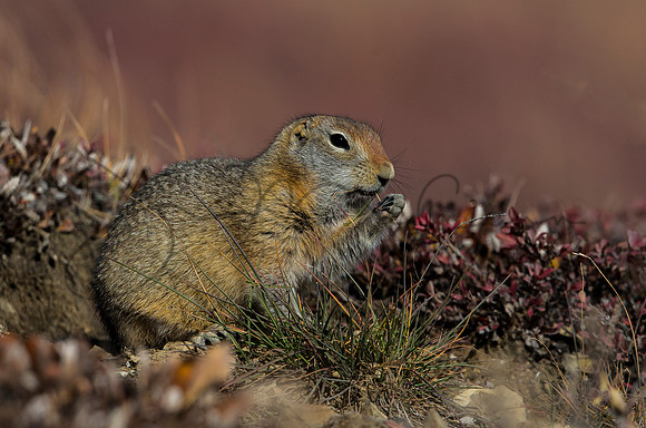 Arctic Ground Squirrel