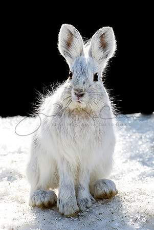 Snowshoe Hare