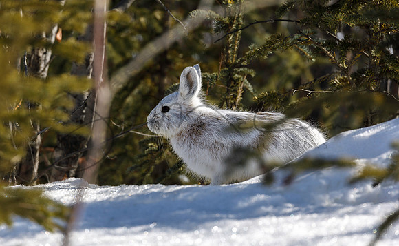 Snowshoe Hare