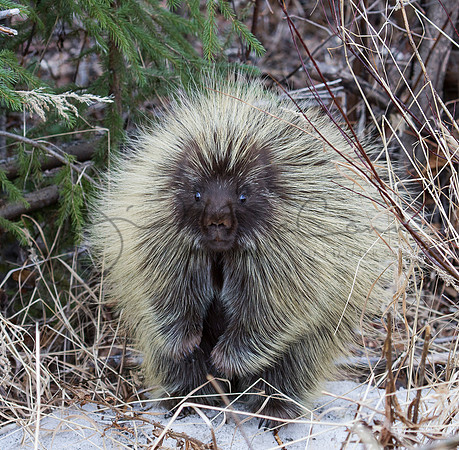 Porcupine