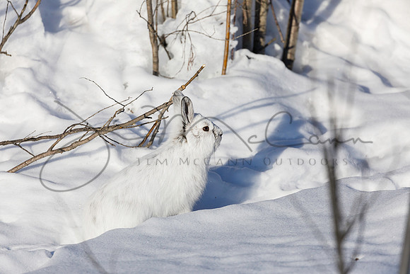 Snowshoe Hare
