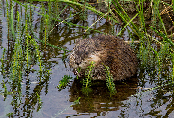 Muskrat