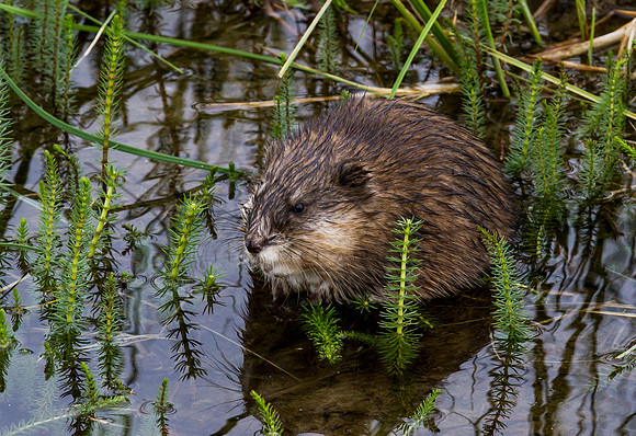 Muskrat