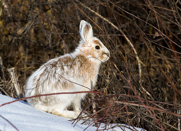 Snowshoe Hare