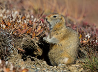 Arctic Ground Squirrel