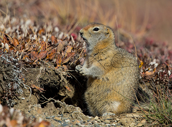 Arctic Ground Squirrel