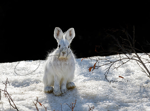 Snowshoe Hare