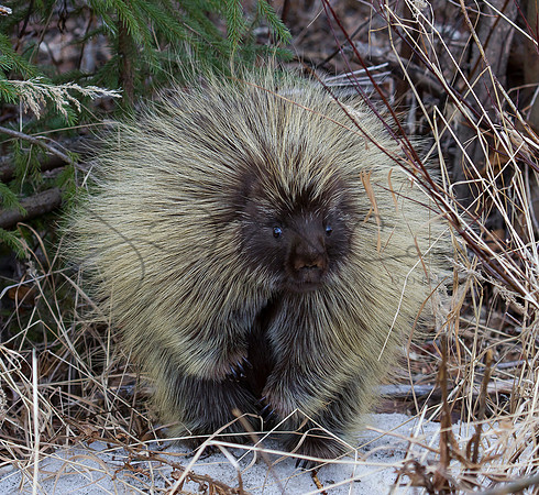 Porcupine