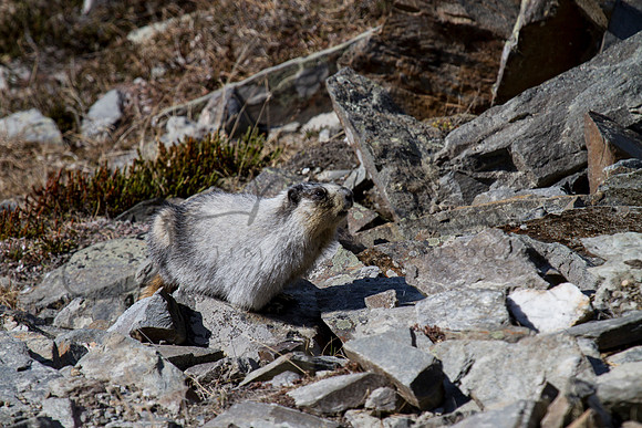 Marmot