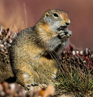 Arctic Ground Squirrel