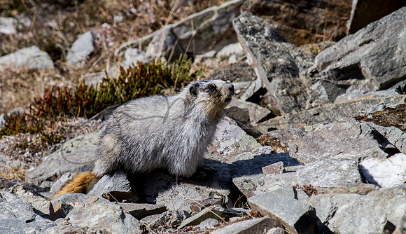 Marmot