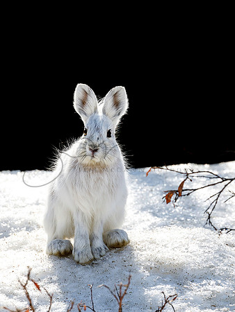 Snowshoe Hare