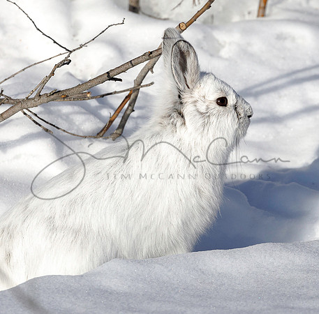 Snowshoe Hare