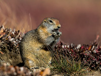 Arctic Ground Squirrel